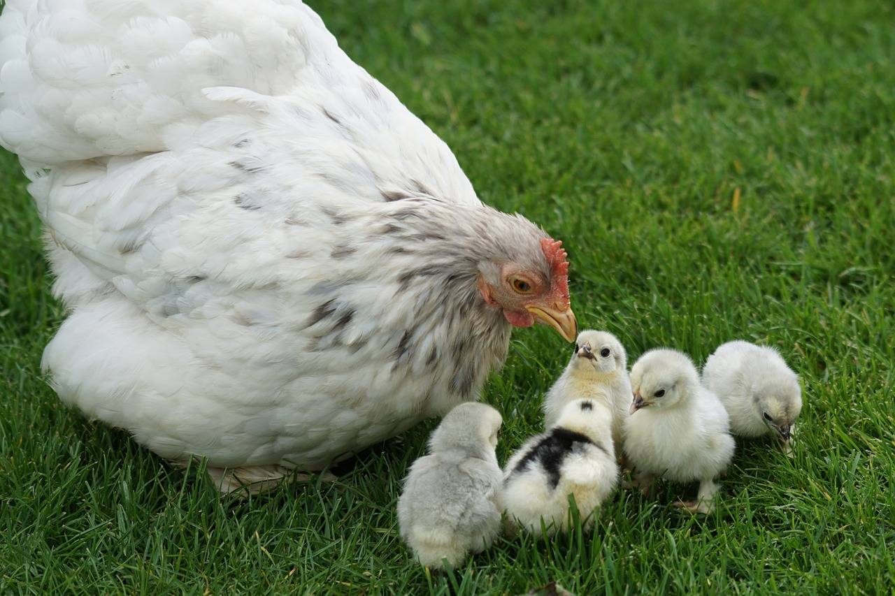 Will Michigan Follow Utah's Free Range Parenting Law?