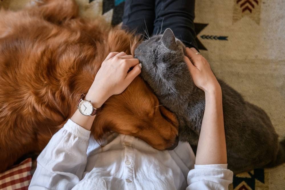 Is Pet Custody a Thing in Michigan Divorce Law?